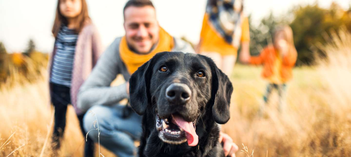 Black Labrador dog surrounded by it's owners